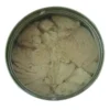 Solid 200g Canned Tongol Tuna Oil Preservation Process White Color Open Easy Lid Halal ISO Certified